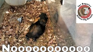 😢 Guinea Pig Discovered Too Late [upl. by Heloise]