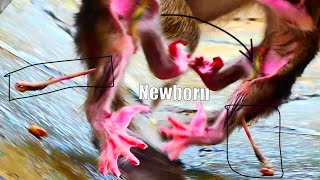 0h G0d Welcome to the newborn baby monkey just born old Mom gives birth after heaving heavy rain [upl. by Devlin]