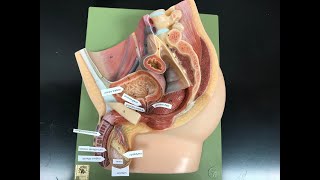 CCC Online Biology Lab  male reproductive system model labeled and unlabeled [upl. by Eleets]