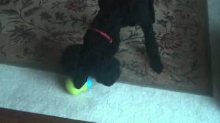 Review West Paw Design Zogoflex Toppl Interactive dog toy [upl. by Quirk]