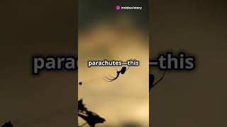 How Thousands of Spiders Raining Down From animalfacts [upl. by Ominoreg]