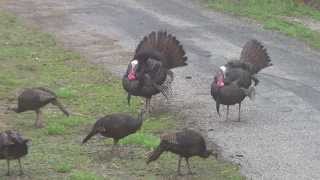 wild turkeys gobbling 41813 [upl. by Ayikat]