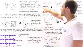 Mechanism of Transpeptidase and Inhibition with Penicillin [upl. by Randi]