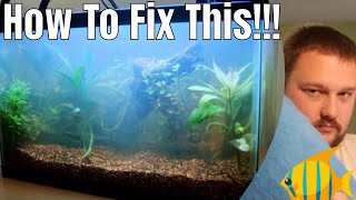 Cloudy aquarium water  how to fix it [upl. by Zedekiah462]