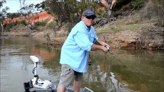 How to catch Yellow Belly  SHIMANO FISHING [upl. by Ordisi62]