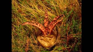 Devils Fingers or Octopus Fungus Clathrus archeri emerging from egg [upl. by Evangelist]