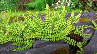 Maidenhair Spleenwort  Asplenium trichomanes ssp quadrivalens [upl. by Laurette]