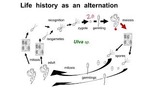 Sporic meiosis  Alternation of generations [upl. by Arther]