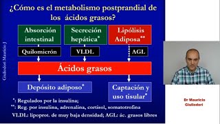 Fisiología metabólica en 20 minutos nutrientes insulina y glucagón después de comer y en ayuno [upl. by Colbye]