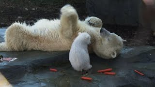 Il cucciolo di orso polare gioca con la mamma allo zoo di Vienna [upl. by Bennett]