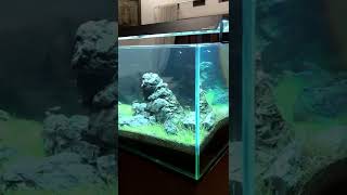 Iwagumi Aquascape Size 120x50x50 cm [upl. by Fabiola]