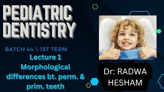 Morphological difference between primary and permanent teeth [upl. by Thagard857]