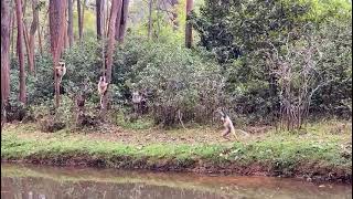 Sifaka bipedal hopping [upl. by June]