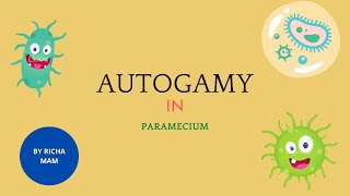 Autogamy in paramecium  full detail with diagram [upl. by Uhthna]