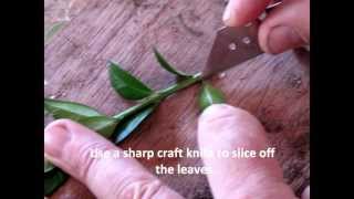 How to take box buxus cuttings [upl. by Horner]