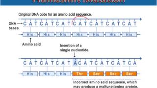 Frameshift Mutations [upl. by Madelena]