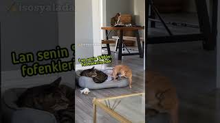 Kediden korkan köpek  isosyaladam [upl. by Akili]