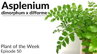 How To Care For Asplenium dimorphum x difforme Austral Gem Fern  Plant Of The Week Ep 50 [upl. by Lennej]