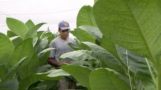 Así se cultiva la hoja del tabaco habano [upl. by Johann]