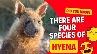 Did you know there are four species of hyena [upl. by Margarida235]