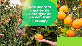 Les secrets cachés de lOranger et son fruit lorange  voici Leur incroyable monde patijoelle9810 [upl. by Airdnala]