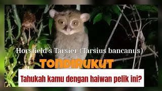 Horsfields Tarsier Tarsius bancanus [upl. by Kirwin]