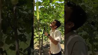 Best magical fertilizer for plantsतोड़ते खाते थक जायेंगे सब्जियां🌿shorts viral gardening trend [upl. by Glenn208]