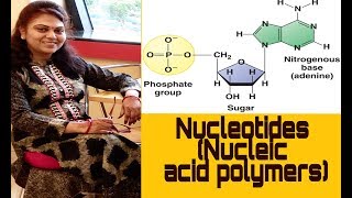 Nucleic acids  DNA and RNA structure Nucleotides [upl. by Anit]