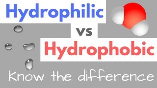 Hydrophilic vs Hydrophobic  Substances  Cell Membranes [upl. by Peonir]