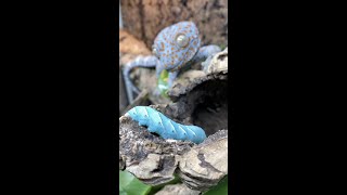 My Tokay Geckos eat BLUE GUMMY CATERPILLARS Tokay Gecko Feeding shorts [upl. by Merari]