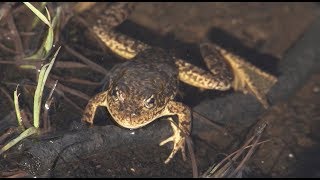 Mountain YellowLegged Frogs  Yosemite Nature Notes  Episode 32 [upl. by Falkner]