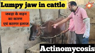 lumpy jaw disease in cattle  lumpy jaw disease in cattle treatment  actinomycosis in cattle  cow [upl. by Caria179]