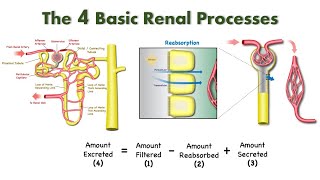 Elements of Renal Physiology Filtration Reabsorption Secretion and Excretion [upl. by Ulund]