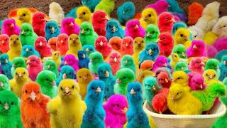 Menangkap ayam lucu ayam warna warni ayam rainbow bebek angsa ikan hias ikan cupang [upl. by Arotak253]