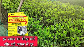 Fortex 10G  Phorate 10CG  मारे सभी ज़मीनी कीड़ो को  नर्सरी में दमदार रिजल्ट के साथ  PraveenThakur [upl. by Ala]