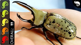 Western Hercules Beetle The Best Pet Insect [upl. by Tooley529]