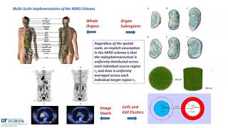 Dosimetry Methods for Radiopharmaceutical Therapy [upl. by Yrrad]