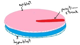 bilaminar and trilaminar embryonic disc  gastrulation  english  DR SAMEH GHAZY [upl. by Gussi]