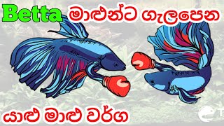 Betta fish Tank Mates in Sinhala [upl. by Adel43]