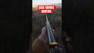 SAGE GROUSE HUNTING shorts hunting wildlife [upl. by Cuthbertson]