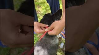 Every Dog Owner Must Know This Rope Muzzle Essentials Explained [upl. by Aneeg]