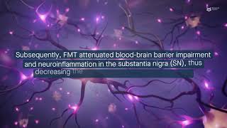 Fecal microbiota transplantation protects against induced Parkinsons Disease in mice [upl. by Shakespeare]