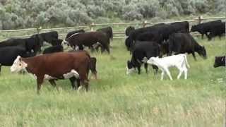 Cows Grazing with calves and bulls [upl. by Hellah966]