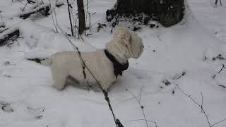 West Highland White Terrier Westie Bobby Traces of a crime [upl. by Llennehc820]