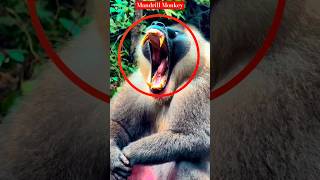 Mandrill monkey facts likesadia monkey wildlife nature animalsfacts [upl. by Christye]