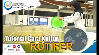 Tutorial Cara Kultur Rotifer [upl. by Briney863]