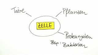 Endosymbiontentheorie  Primäre und Sekundäre Endosymbiose  Biologie  Cytologie [upl. by Juanita911]