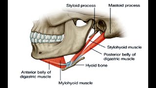 Two Minutes of Anatomy Suprahyoid Muscles [upl. by Ahseya]