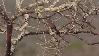 Chestnutvented Warbler Titbabbler singing and mimicking [upl. by Ortensia]