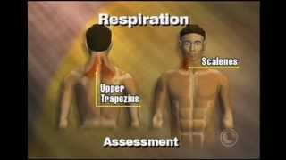 Breathing Assessment [upl. by Richy675]